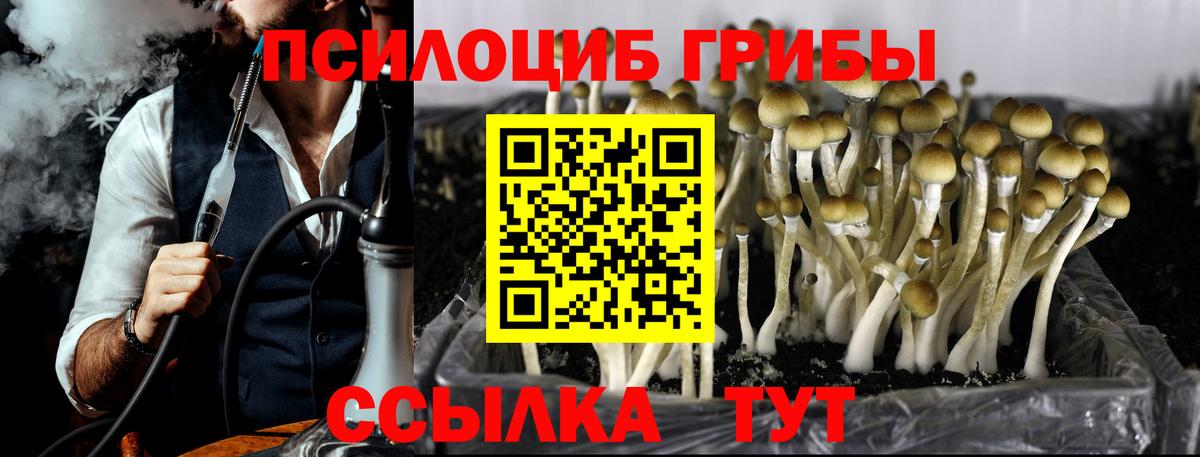 Псилоцибиновые грибы Cubensis Черкесск